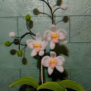MeryPetals